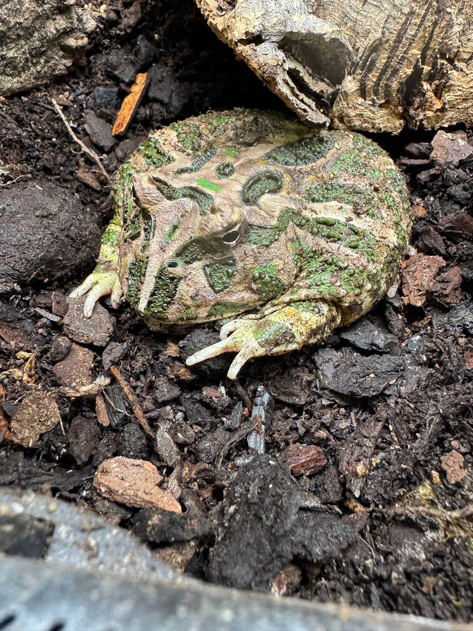 CB Classic/Green (Wild Type) Horned Frog (Ceratophrys cranwelli)