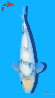 Shiro Utsuri - Omosako - Tosai #08