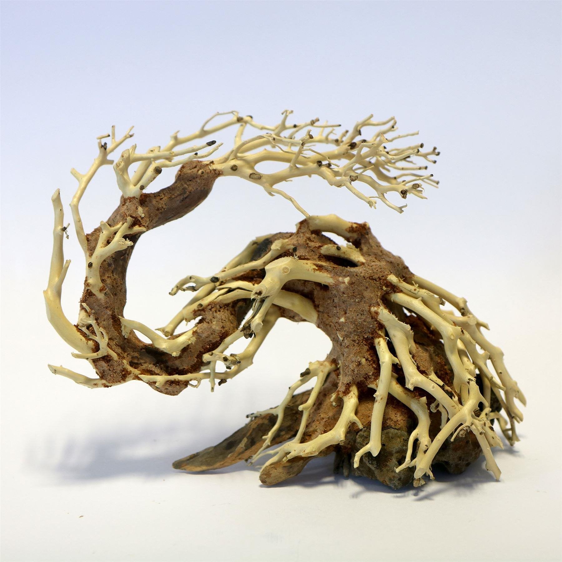 Dragon Tree Small Piece 22x15x10cm