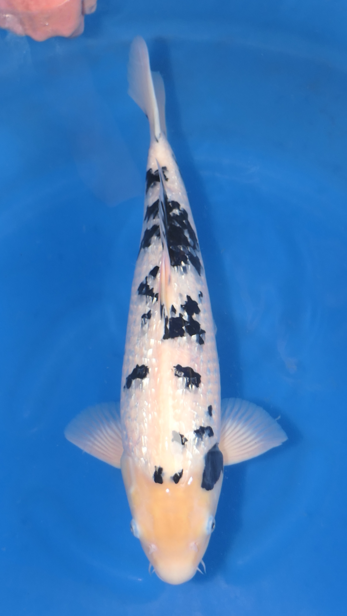 Bekko - Beppu - Nisai