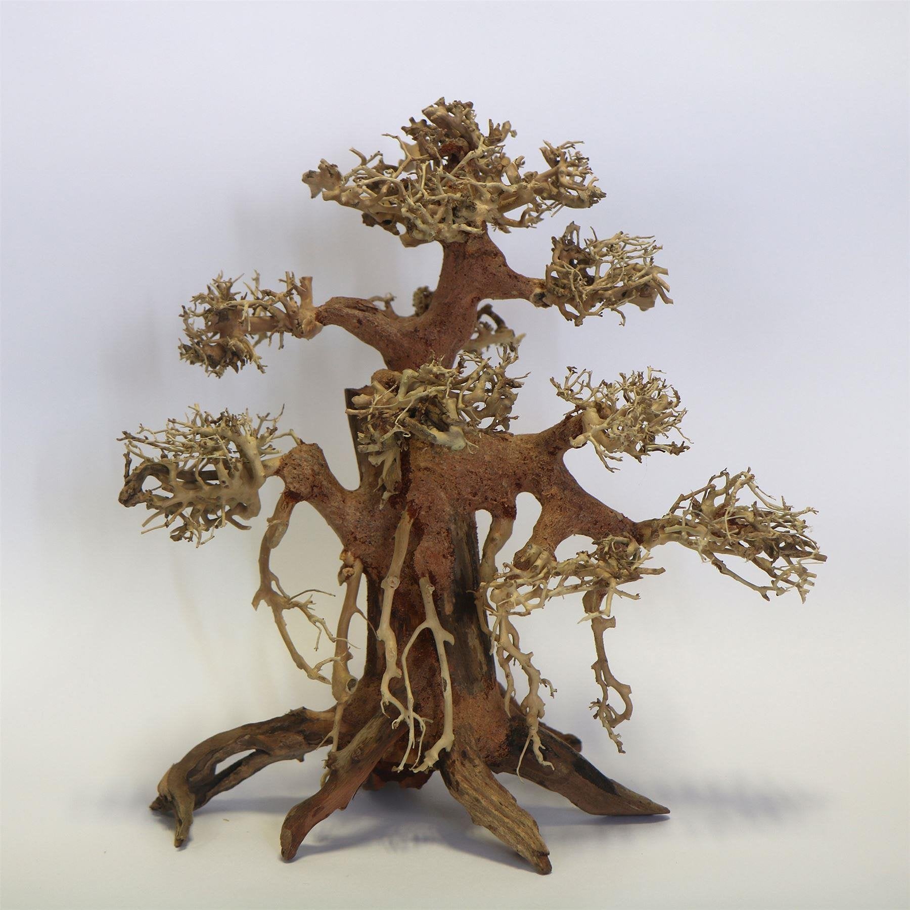 Banyan Bonsai Wood Medium Pc 30 x 30 x 15cm