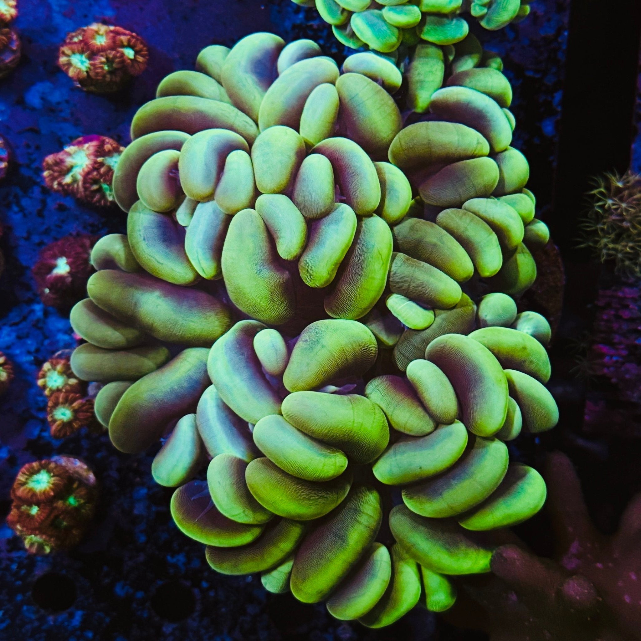Yellow/Green Bubble Coral