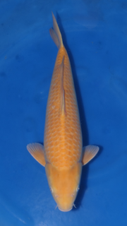 Karashigoi - Beppu - Nisai