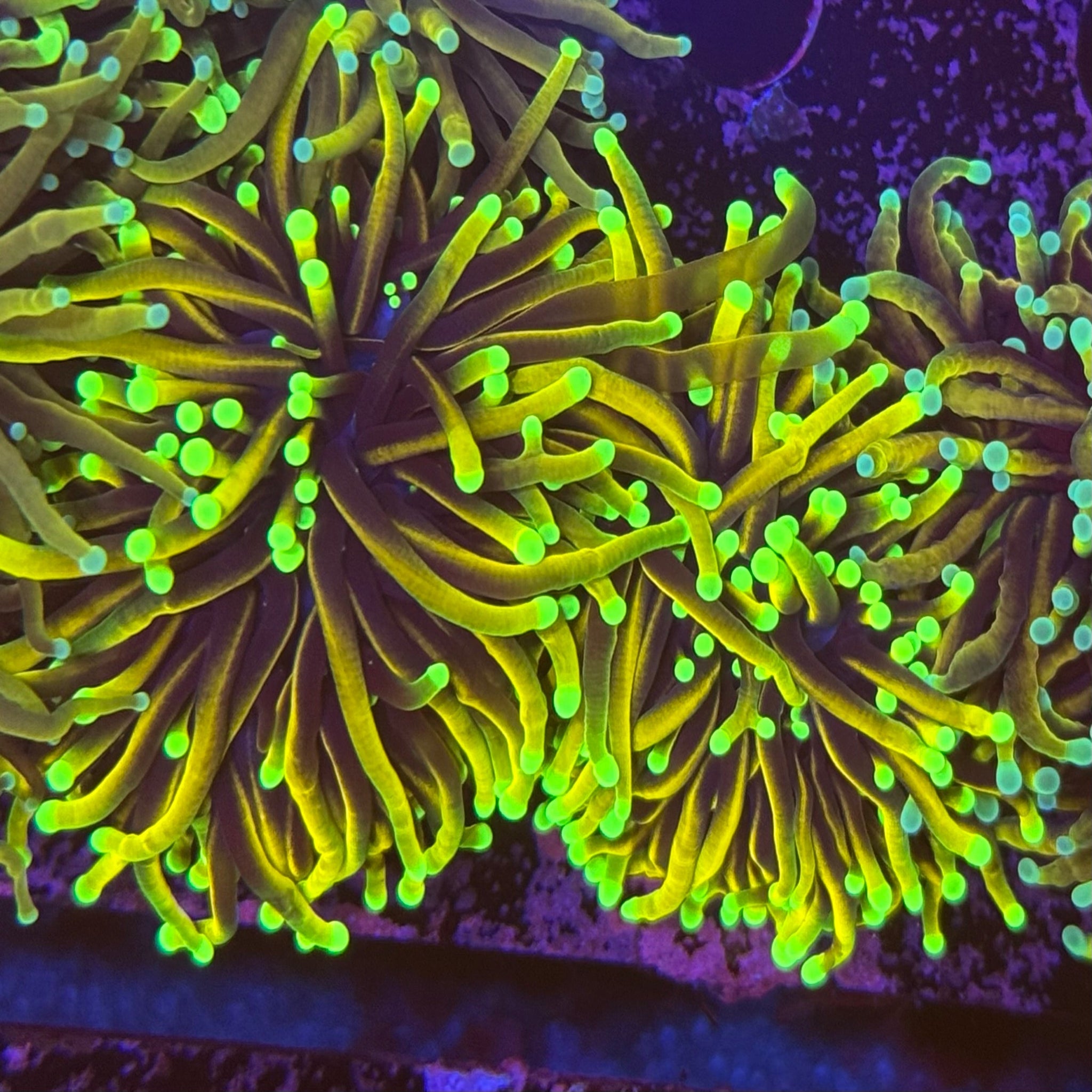 Bronze Torch (1 polyp)