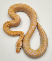 Albino Granite F4 50% Dwarf Burmese Python-Female (2024)