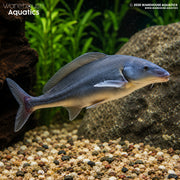 African Freshwater Dolphin - Mormyrus longirostris