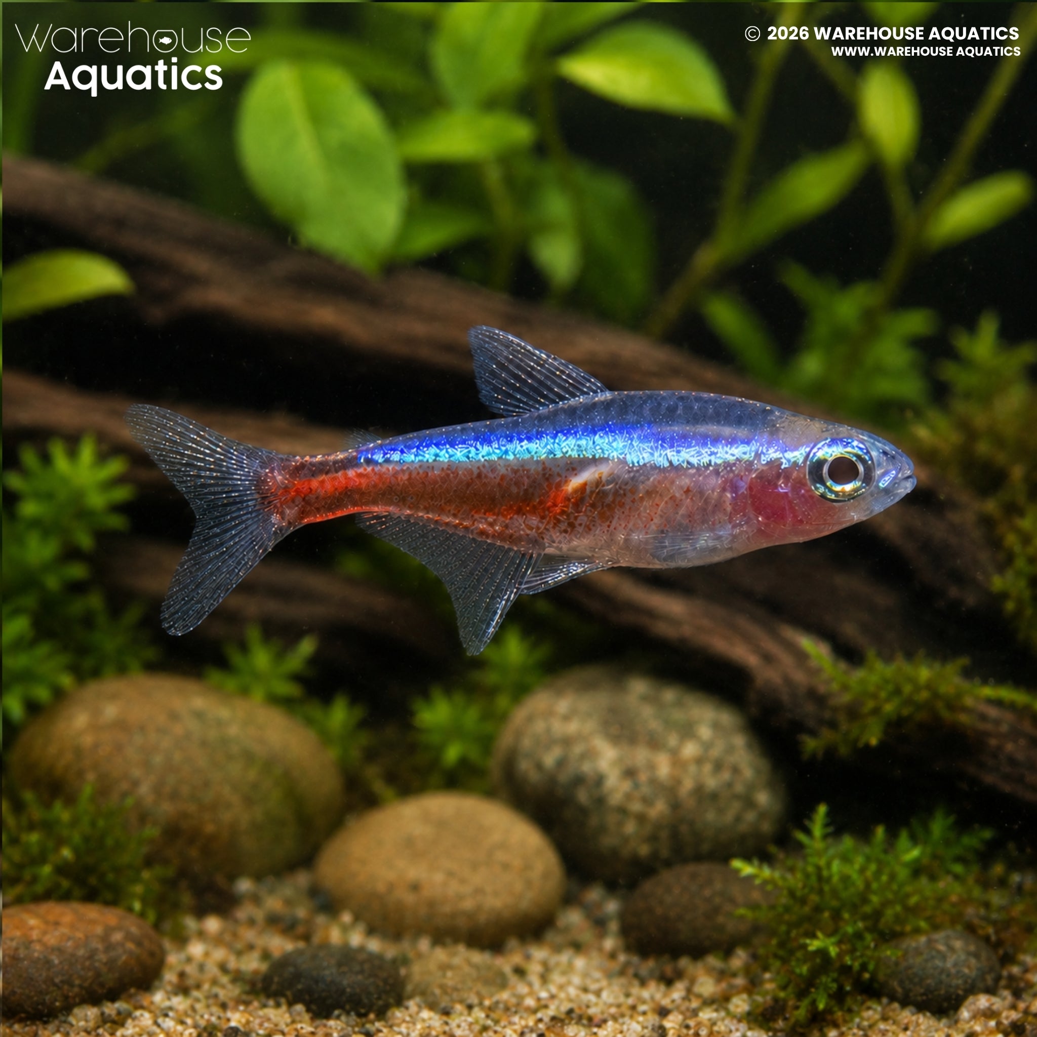 Albino Cardinal Tetra - Paracheirodon axelordi