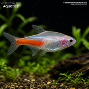 Albino Neon Tetra - Paracheirodon innesi