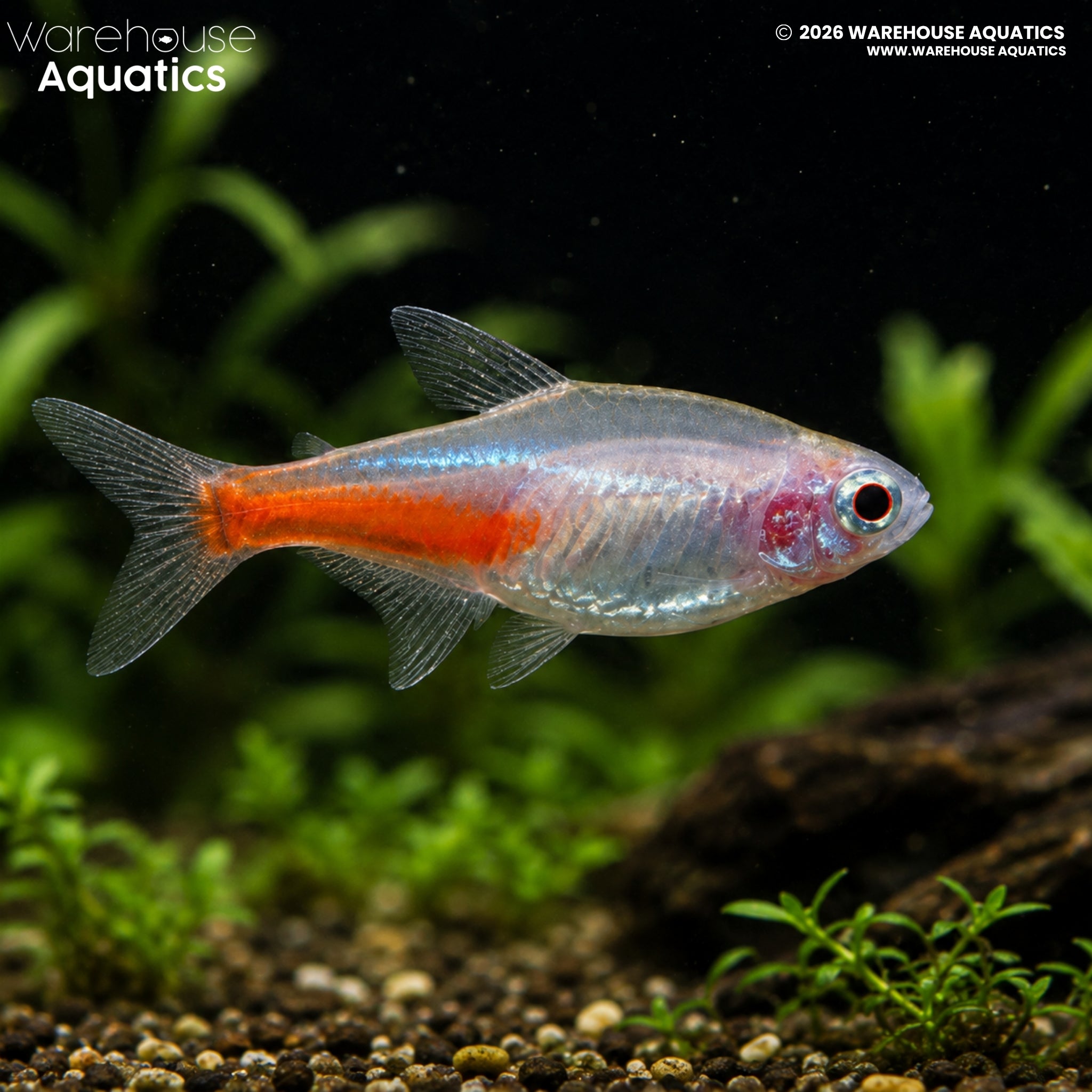 Albino Neon Tetra - Paracheirodon innesi