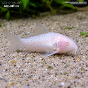 Albino Panda Cory - Hoplisoma panda