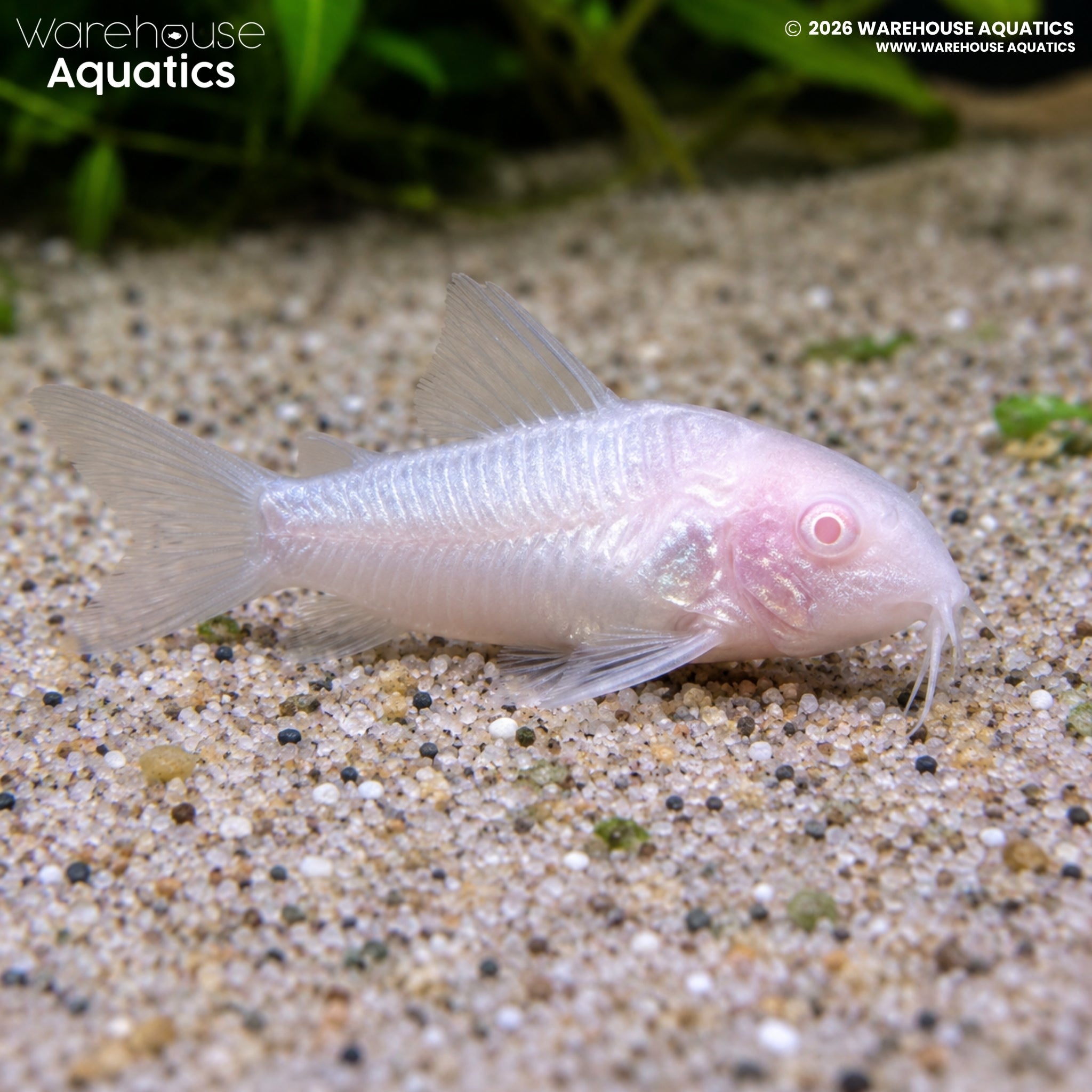 Albino Panda Cory - Hoplisoma panda