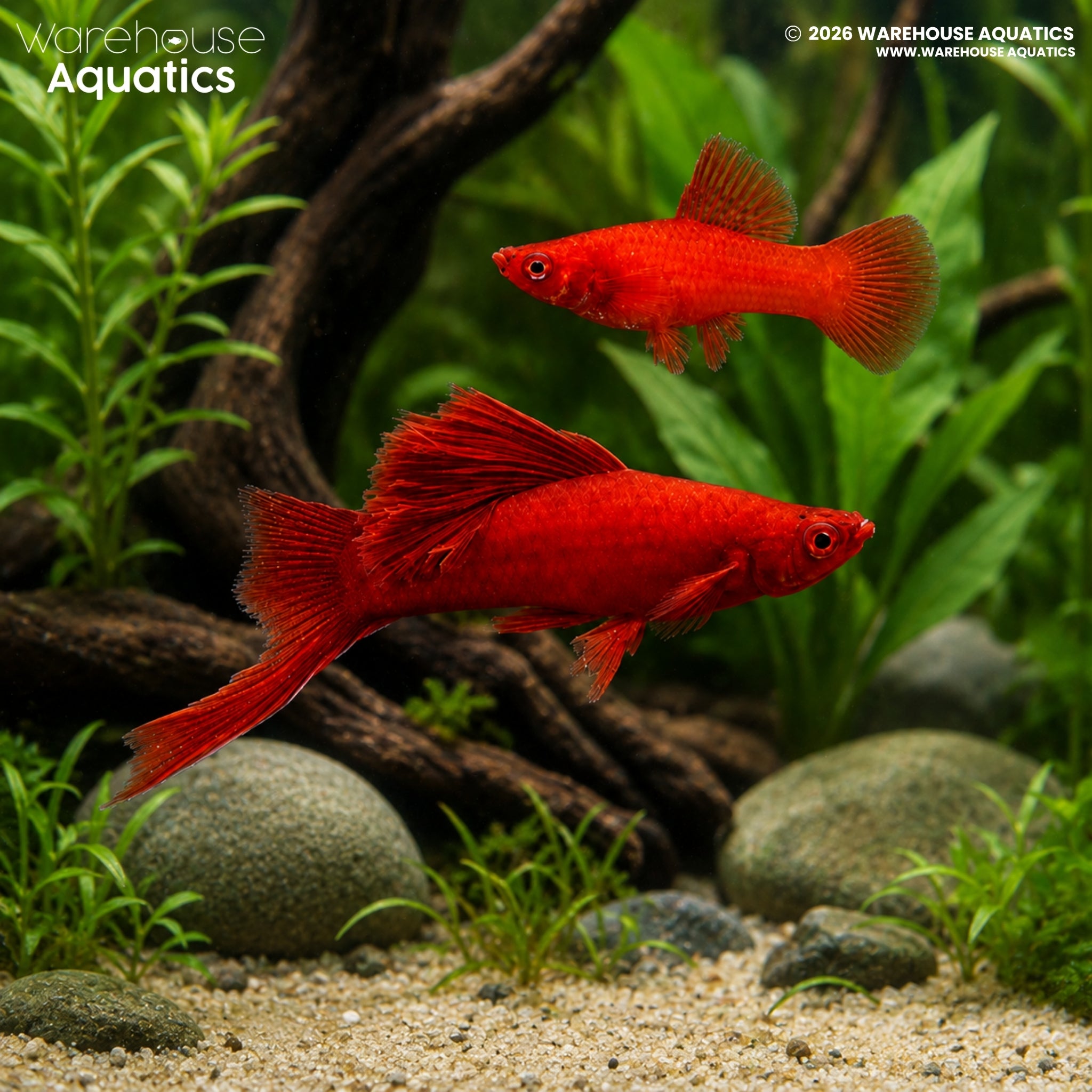 Albino Red Cauliflower Swordtail - Xiphophorus hellerii