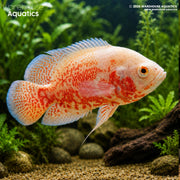 Albino Red Tiger Oscar - Astronotus ocellatus