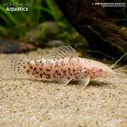 Albino Hoplo Catfish - Megalechis thoracata