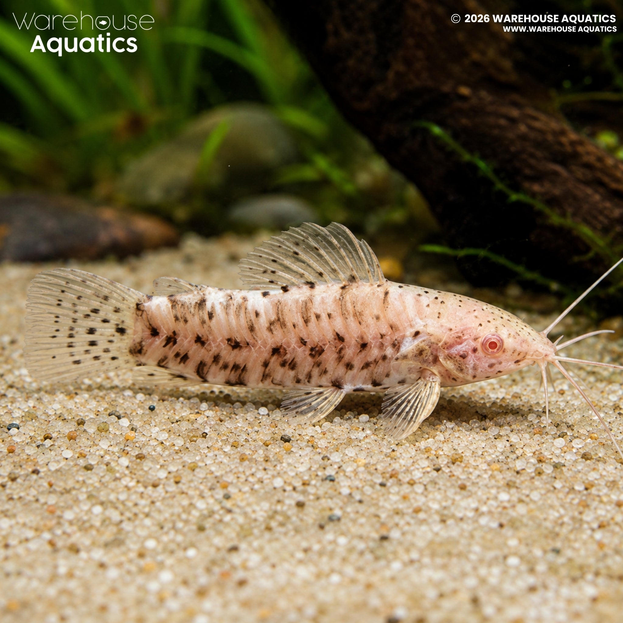 Albino Hoplo Catfish - Megalechis thoracata