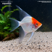 Albino Red Cap Angelfish - Pterophyllum scalare