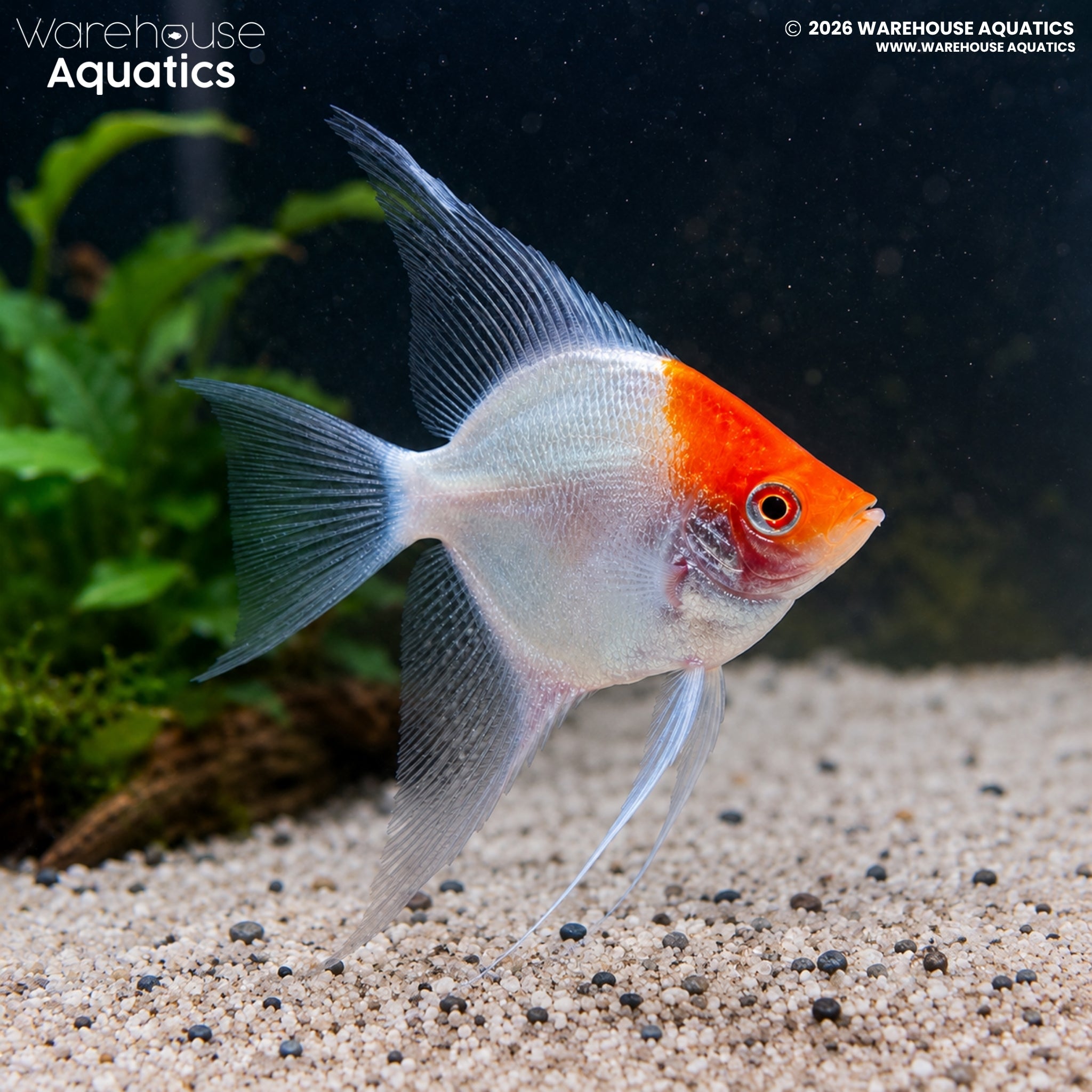 Albino Red Cap Angelfish - Pterophyllum scalare