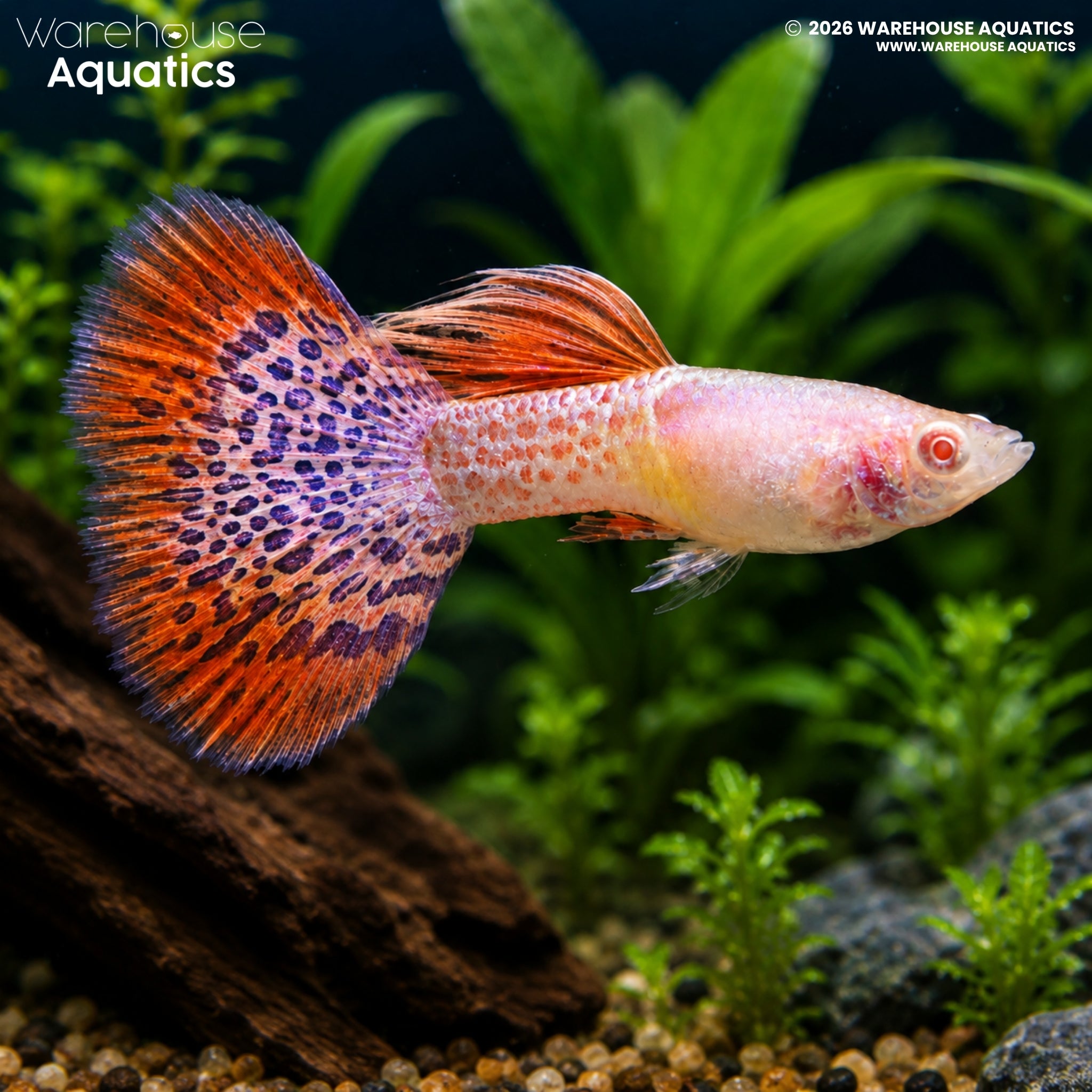 Albino Redlace Guppy - Poecilia reticulata