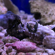 Hermit Crab - Algae Eating