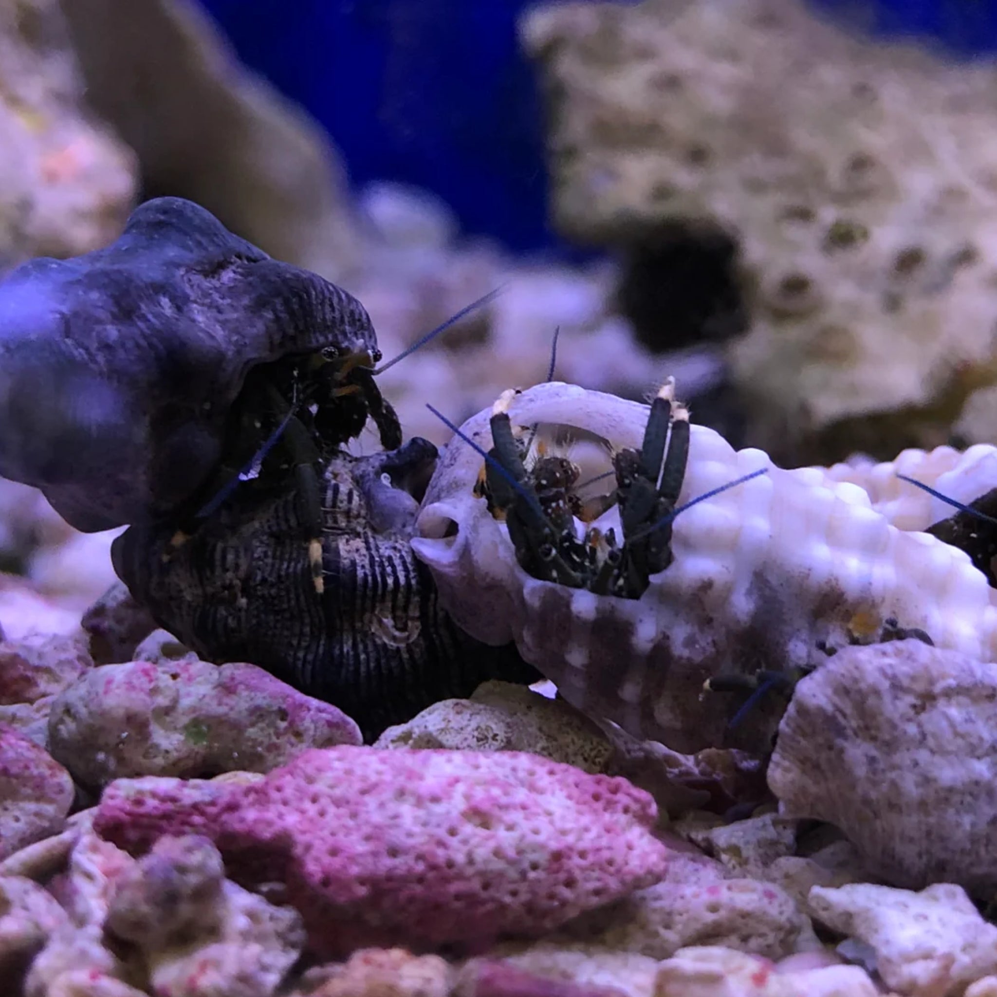 Hermit Crab - Algae Eating