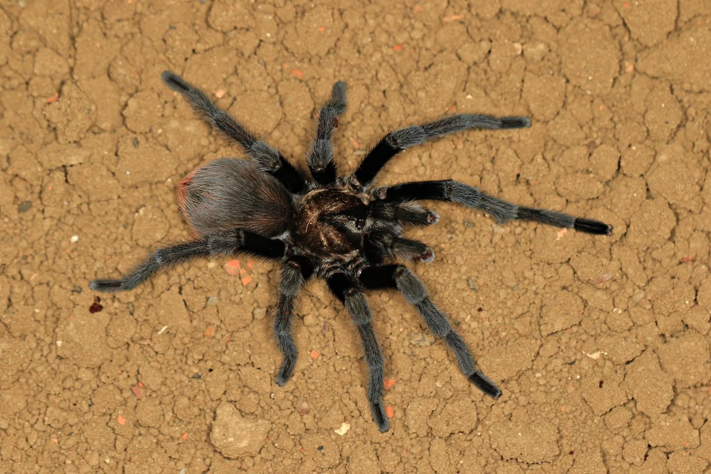 Aphonopelma moderatum - Mature Male