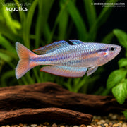 Aru Rainbowfish - Melanotaenia picta