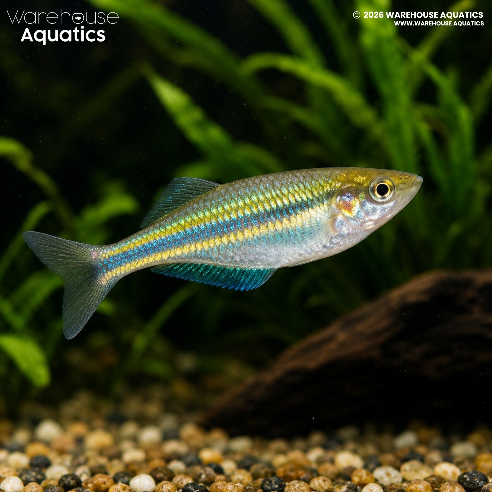 Aru Rainbowfish - Melanotaenia picta