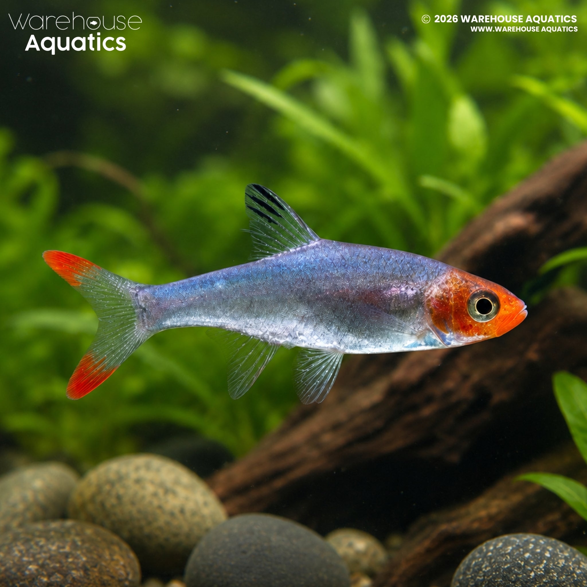 Asian Rummynose Rasbora - Sawbwa resplendens