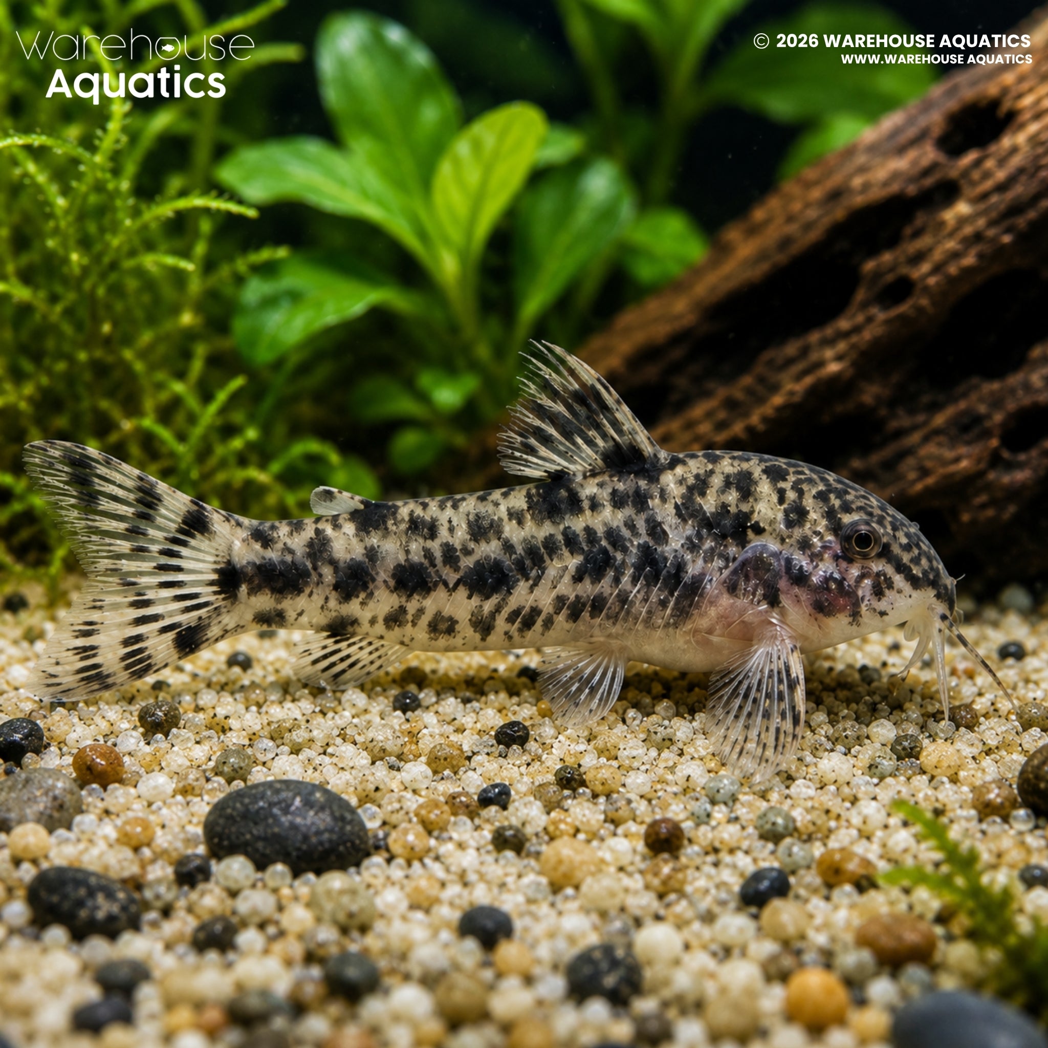 Aspidoras rochai - Aspidoras rochai
