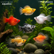 Assorted Balloon Molly - Poecilia latipinna