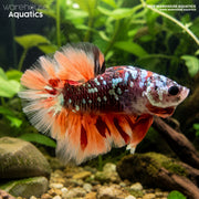 Avatar Copper Leopard Tail Plakat Betta - Betta splendens #9