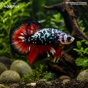 Avatar Copper Plakat Betta - Betta splendens #8