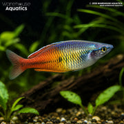 Aves Creek Rainbowfish - Melanotaenia boesemani "Aves Creek"