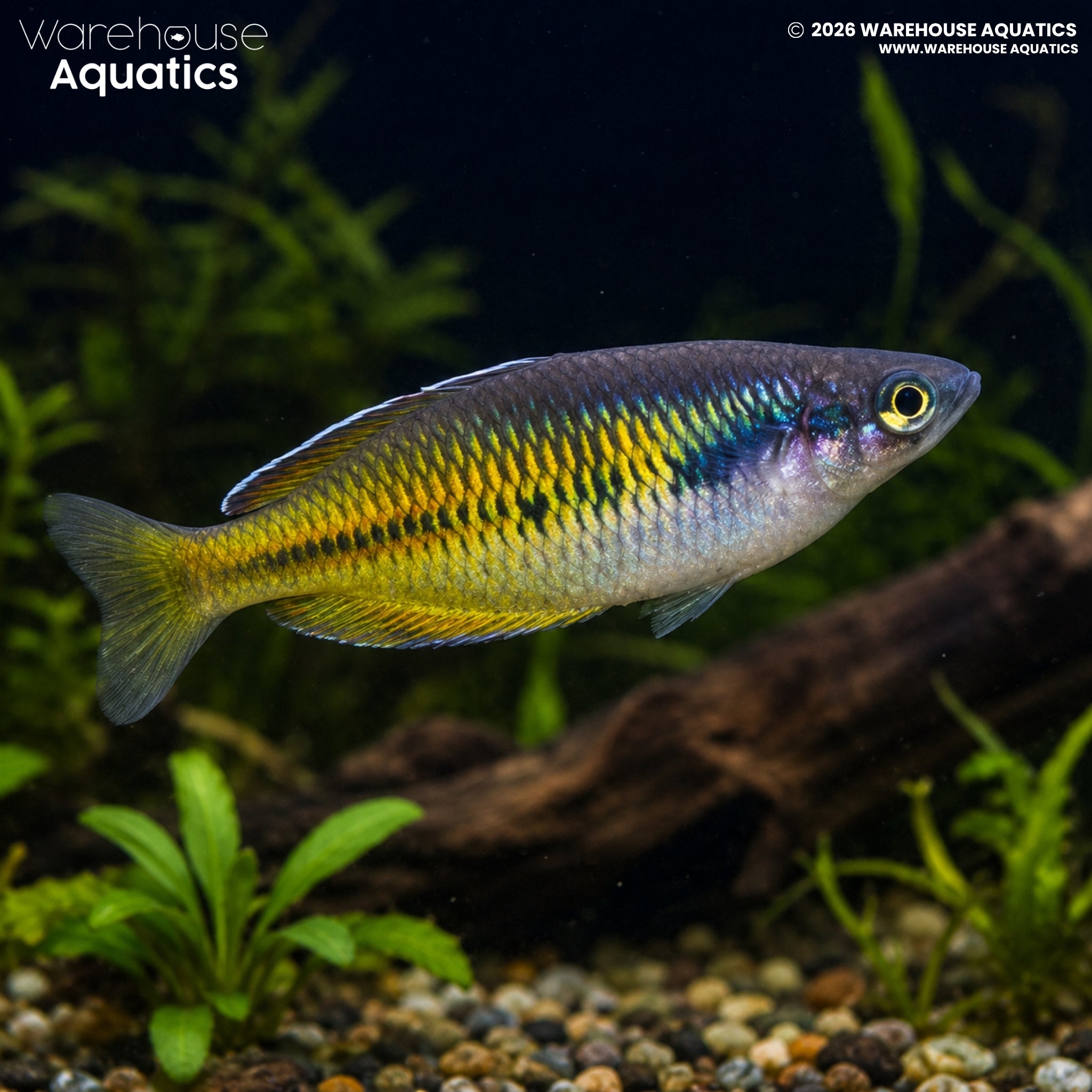 Aves Creek Rainbowfish - Melanotaenia boesemani "Aves Creek"