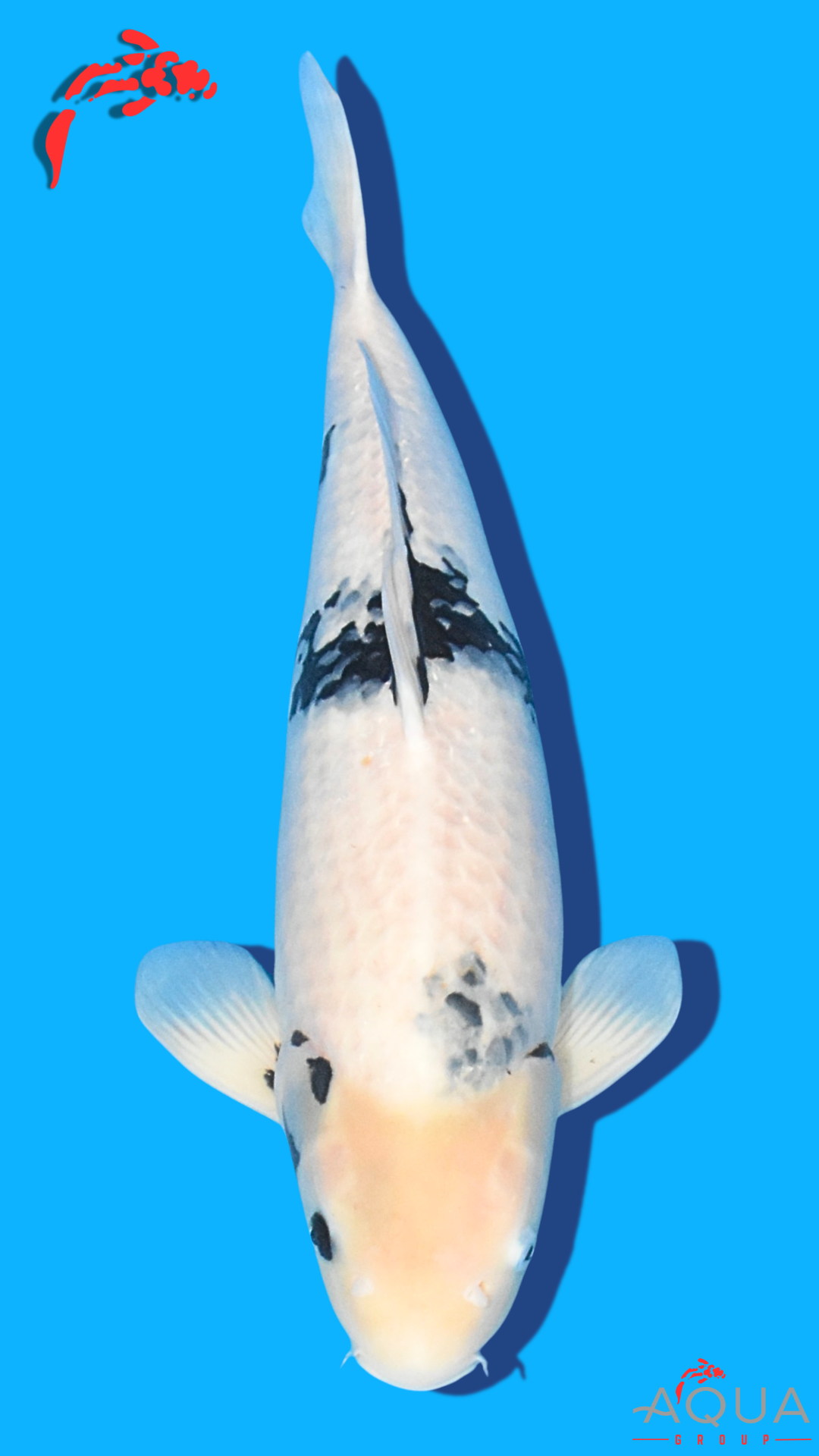 Shiro Utsuri - Okawa - Nisai - #01