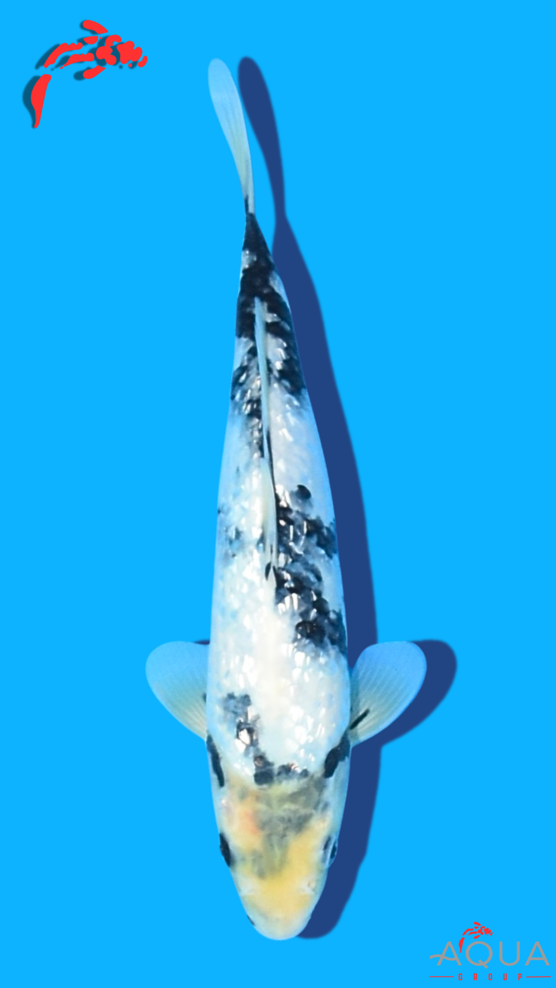 Gin Rin Shiro Utsuri - Omosako - Tosai #10