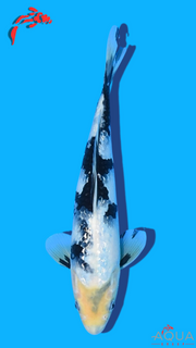 Gin Rin Shiro Utsuri - Omosako - Tosai #30