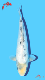 Gin Rin Shiro Utsuri - Omosako - Tosai #31