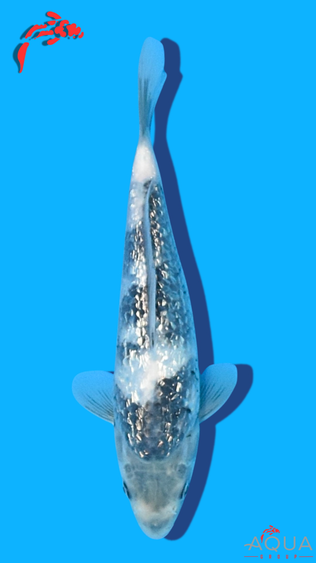 Gin Rin Shiro Utsuri - Omosako - Tosai #12