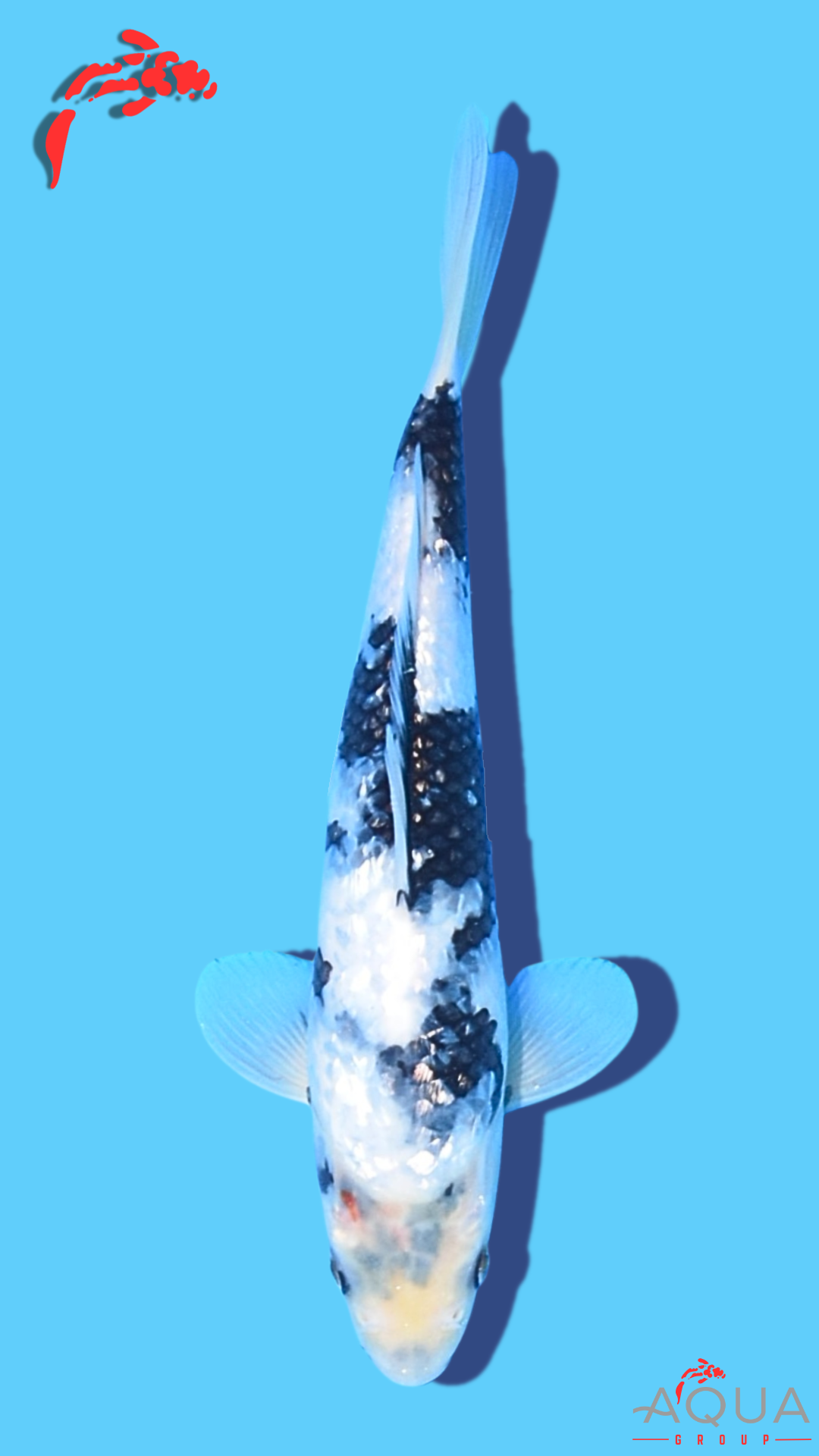 Gin Rin Shiro Utsuri - Omosako - Tosai #32