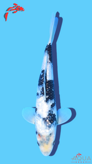 Gin Rin Shiro Utsuri - Omosako - Tosai #32