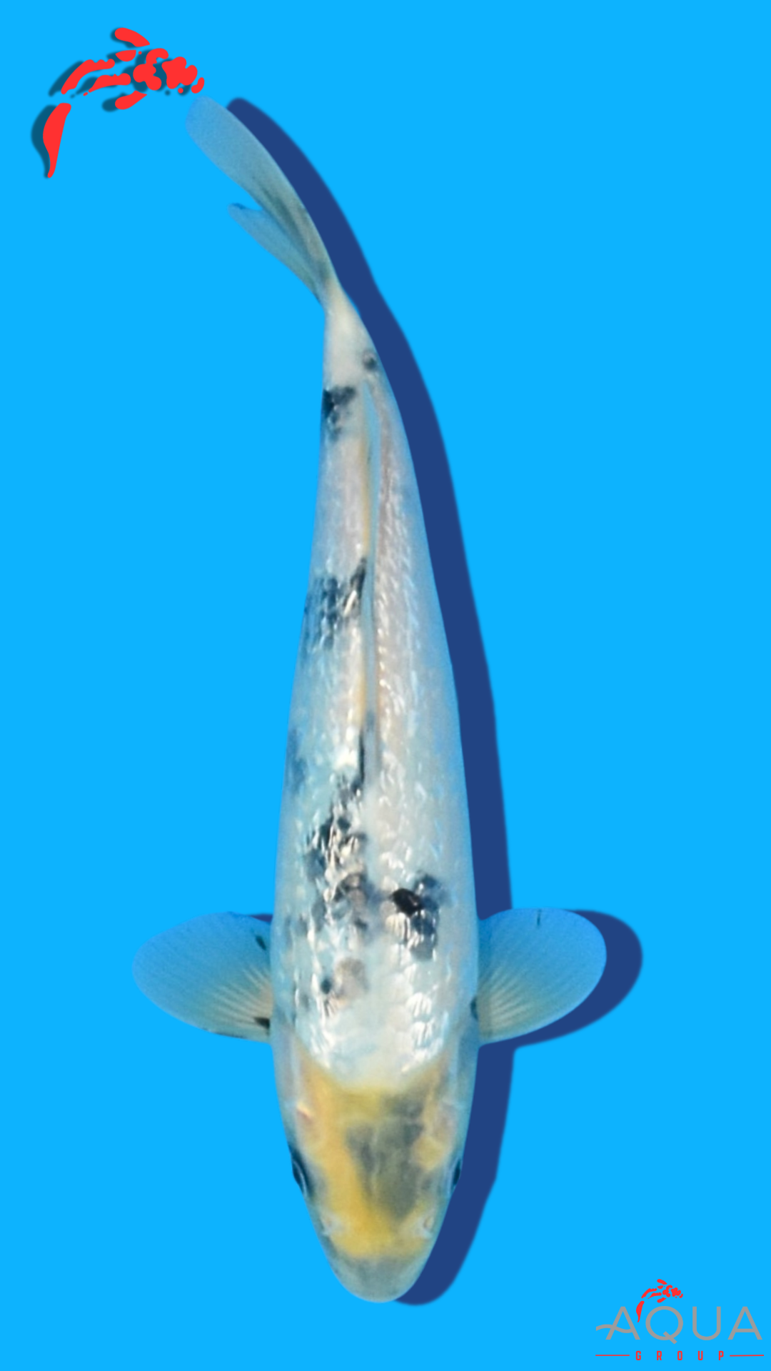 Gin Rin Shiro Utsuri - Omosako - Tosai #13