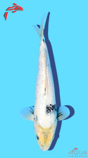 Gin Rin Shiro Utsuri - Omosako - Tosai #33