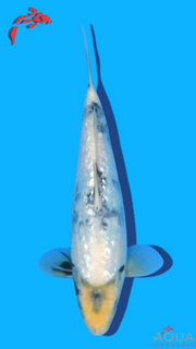 Gin Rin Shiro Utsuri - Omosako - Tosai #14