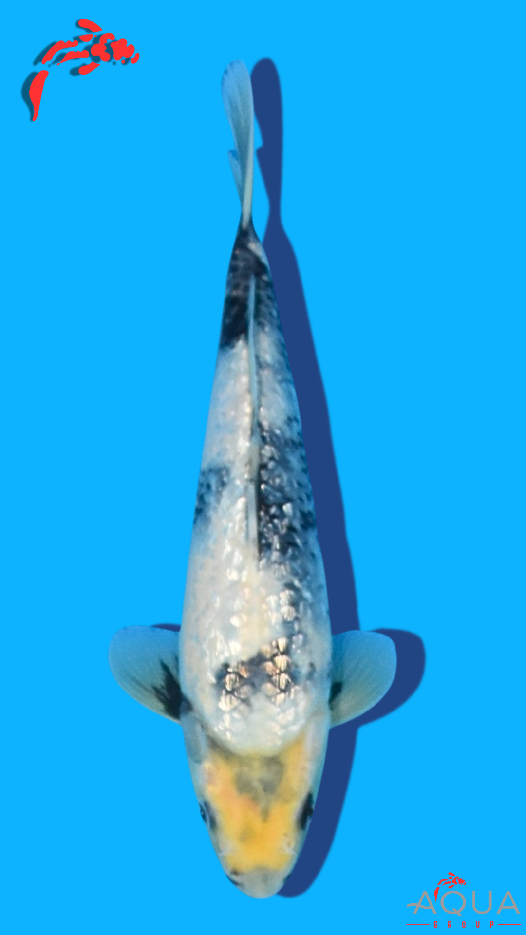 Gin Rin Shiro Utsuri - Omosako - Tosai #15