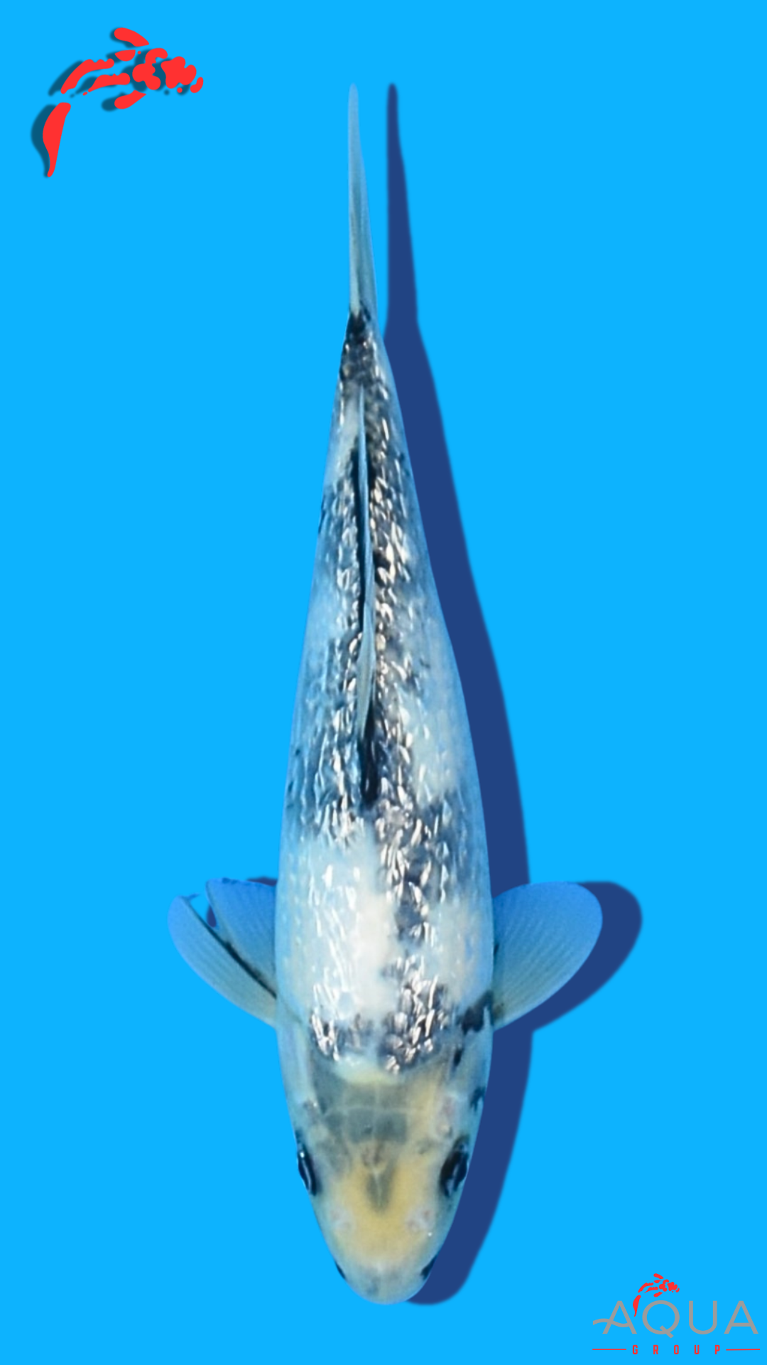 Gin Rin Shiro Utsuri - Omosako - Tosai #02