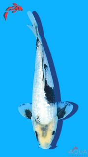 Gin Rin Shiro Utsuri - Omosako - Tosai #04