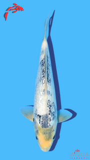 Gin Rin Shiro Utsuri - Omosako - Tosai #24