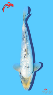 Gin Rin Shiro Utsuri - Omosako - Tosai #26