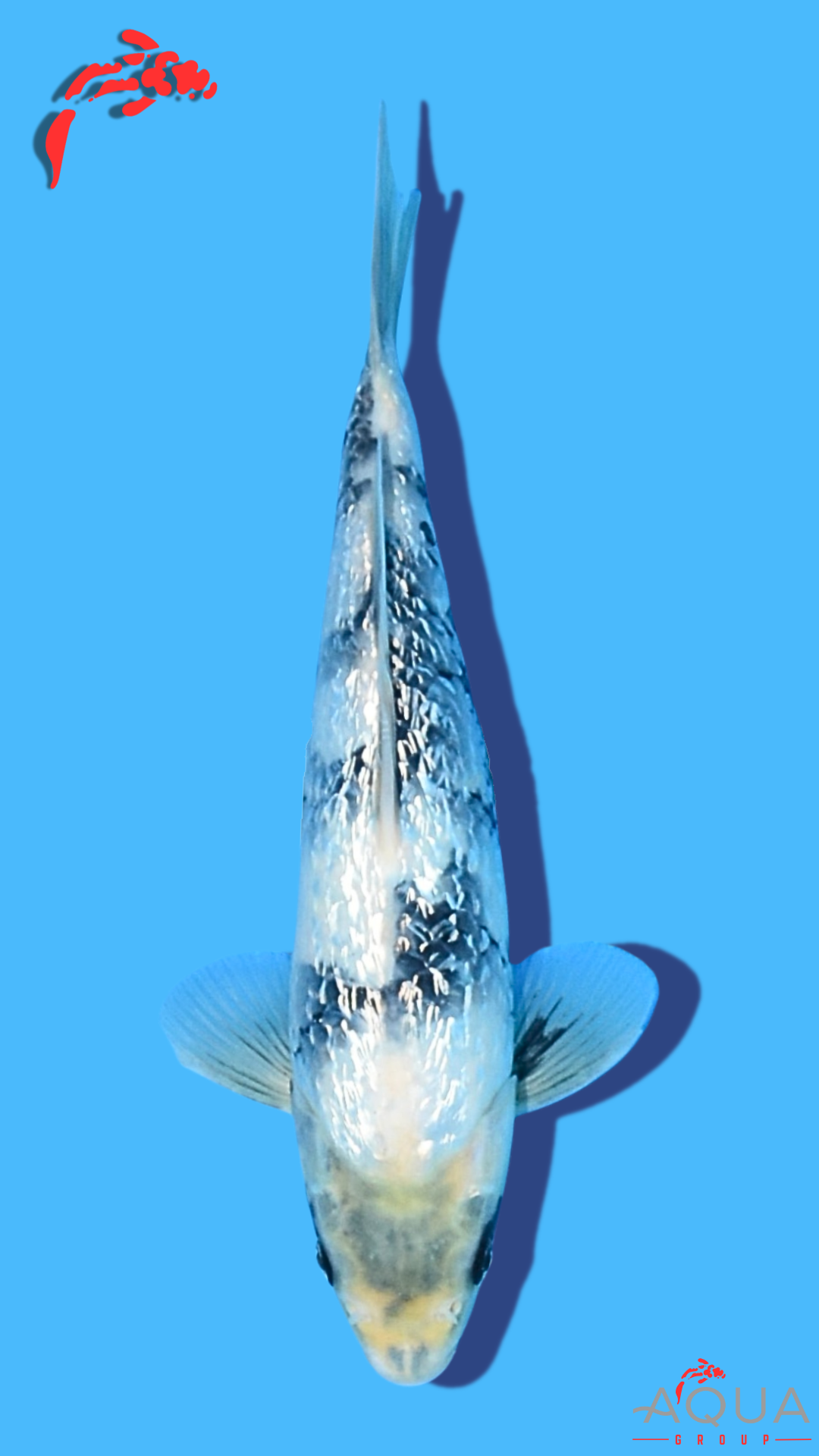 Gin Rin Shiro Utsuri - Omosako - Tosai #27